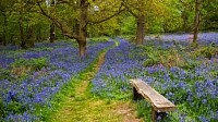 Nabs Wood in spring time with the Blue Bells.