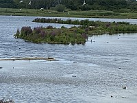 RSBP Reserve near Barnsley, South Yorkshire