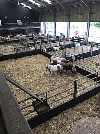 Cannon Hall Farm animals.