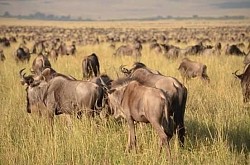 Buffalo on plains