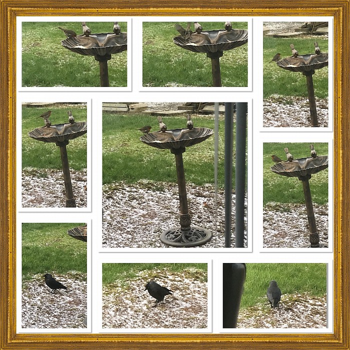 Collage of Birds in Aghacully Rd Bird Feeder Table.