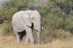 Okavango Delta, Botswana Safari Photos