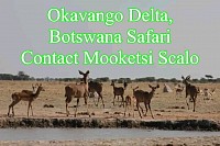 Okavango Delta, Botswana Safari Contact Mooketsi Scalo